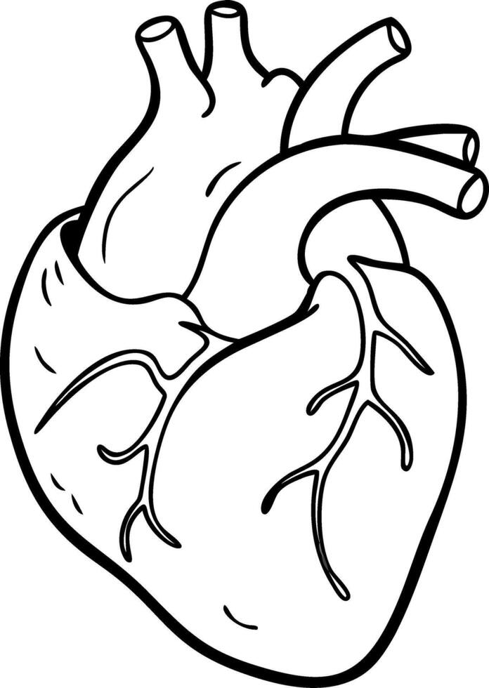 Anatomical Heart Illustration Medical Science Education Design vector
