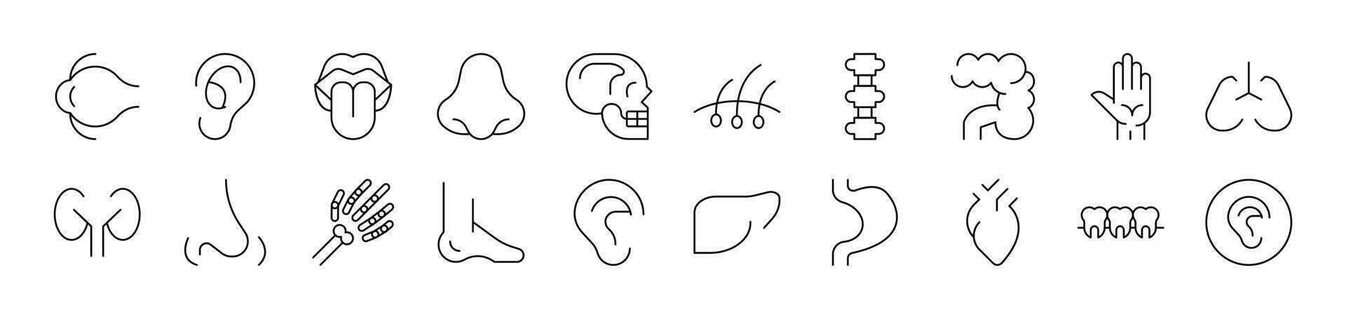 Internal Organs Pack of Thin Icons. Editable Stroke. Suitable for Web Sites, Books, Cards, Apps vector