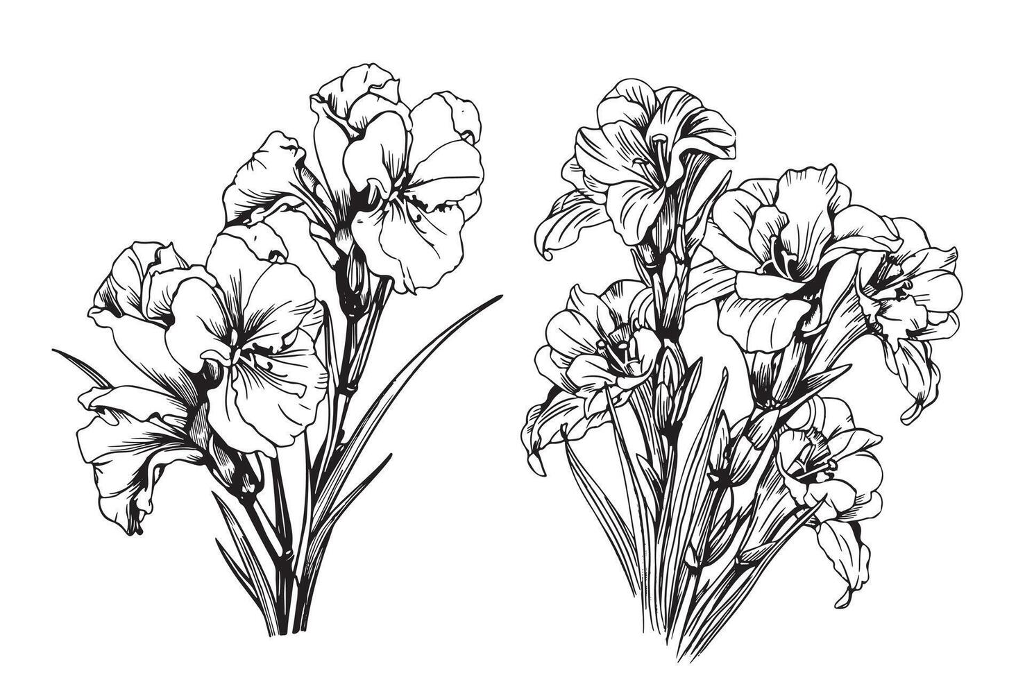 Gladiolus on a white background vector