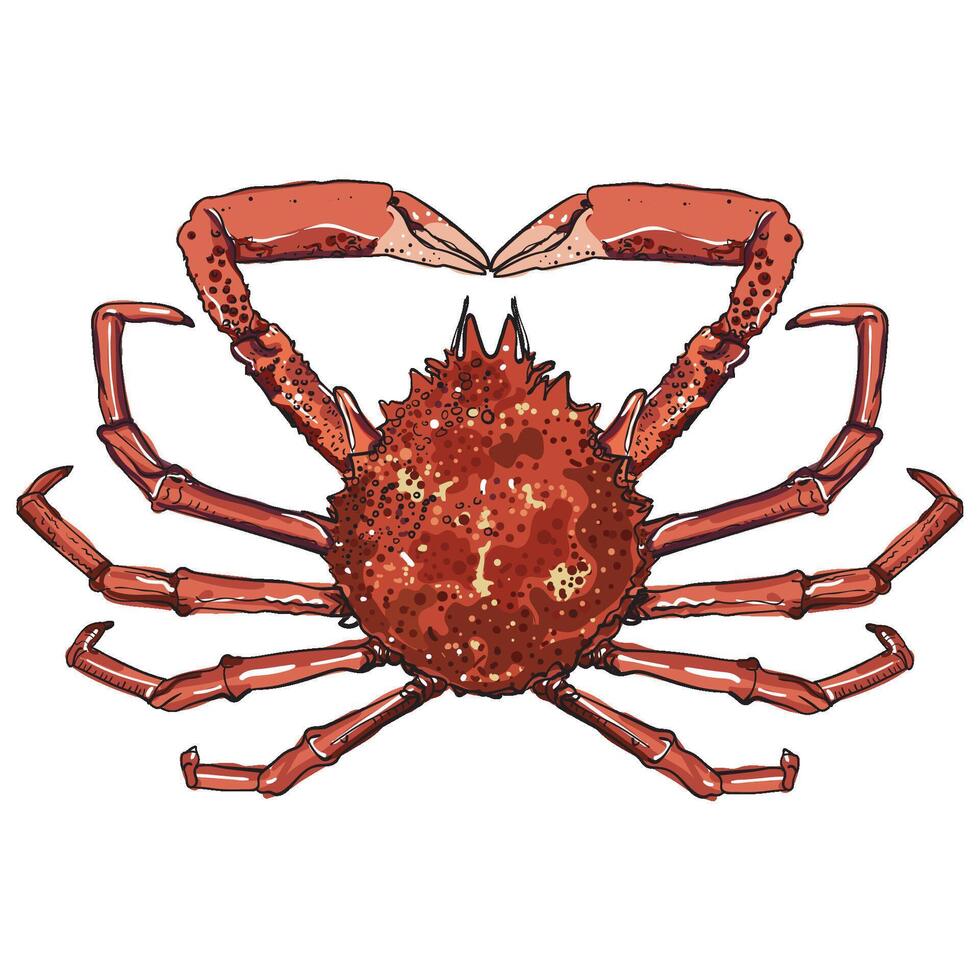 Hand drawing spider crab illustration vector