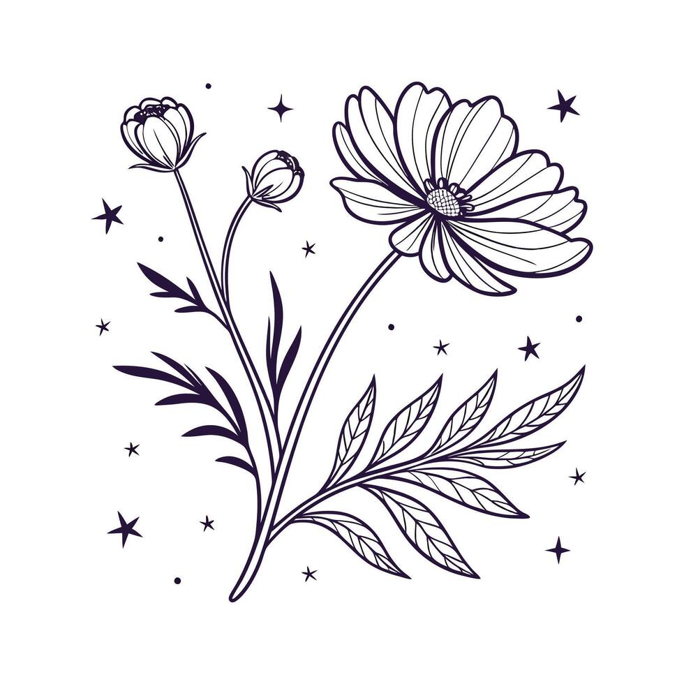 Cosmos flower with stars and moon on white background vector