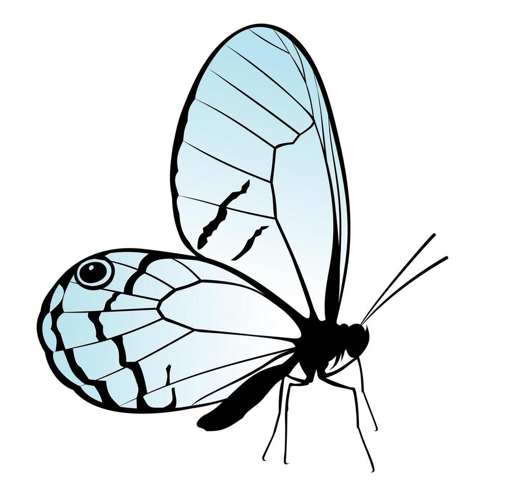 The silhouette of butterfly with blue wings. vector