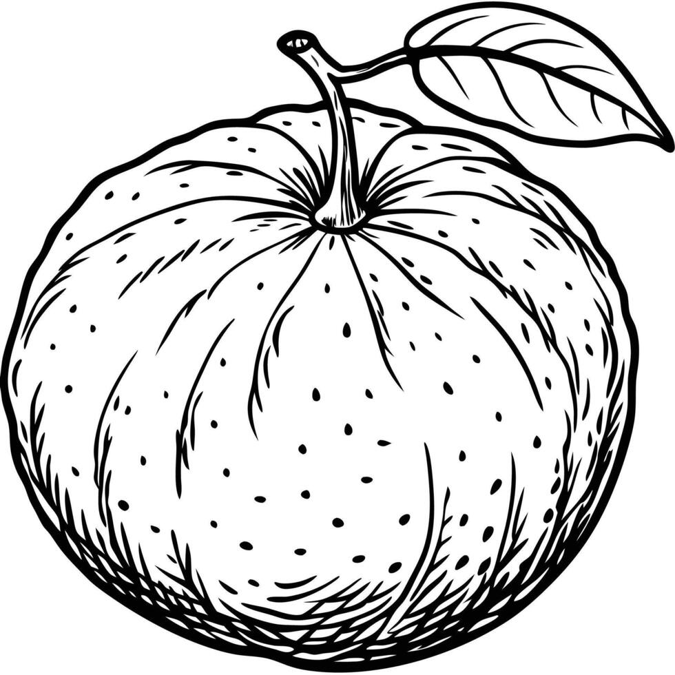 an orange is drawn in black and white vector