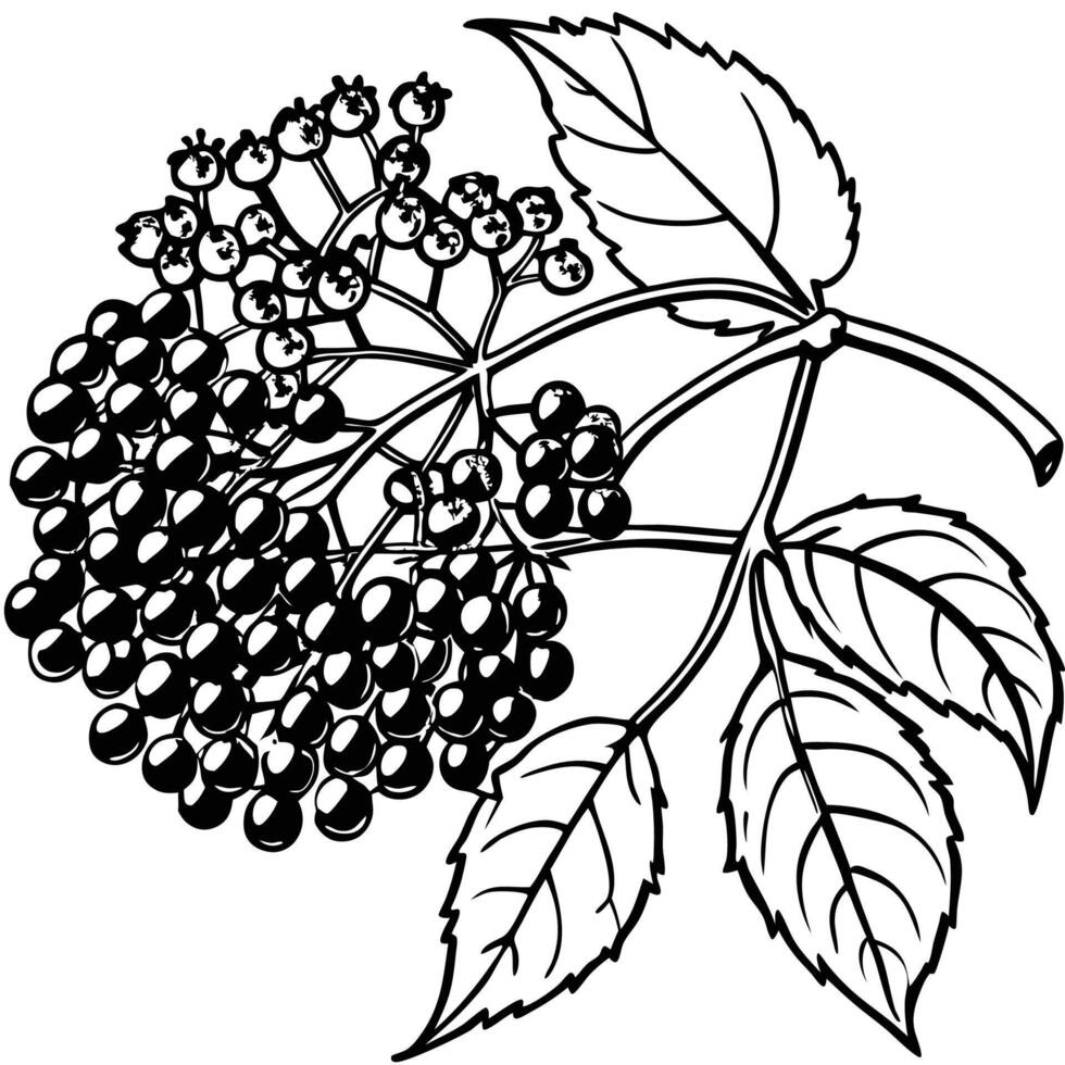 black and white illustration of a branch of elderberry vector