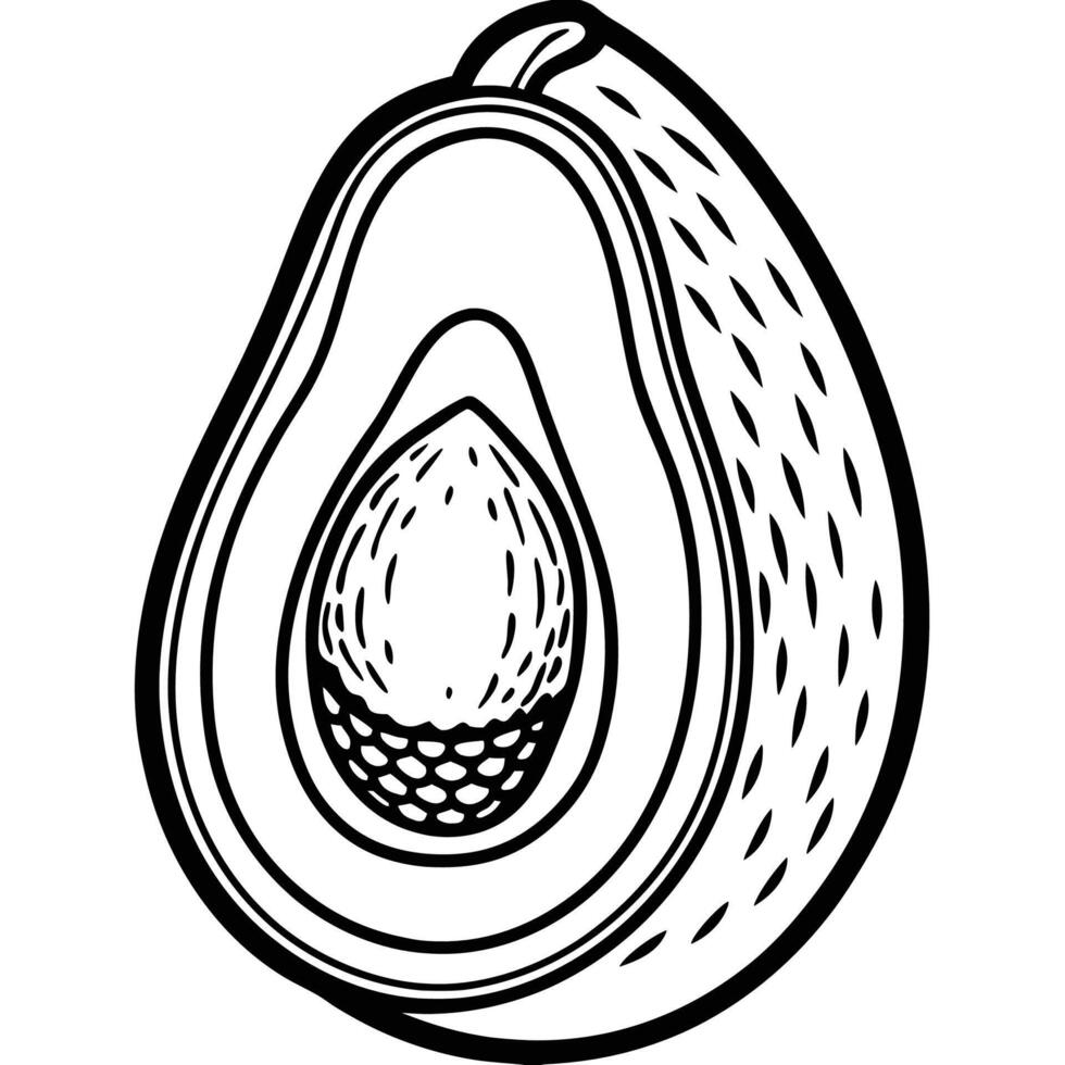 avocado fruit illustration vector