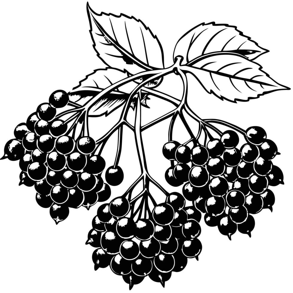 black and white illustration of blackberries vector