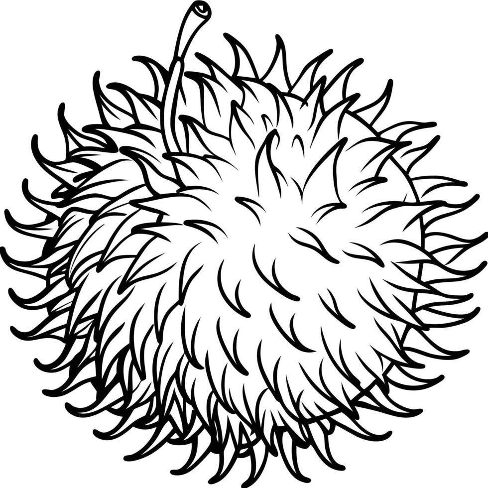 a drawing of a rambutan fruit vector