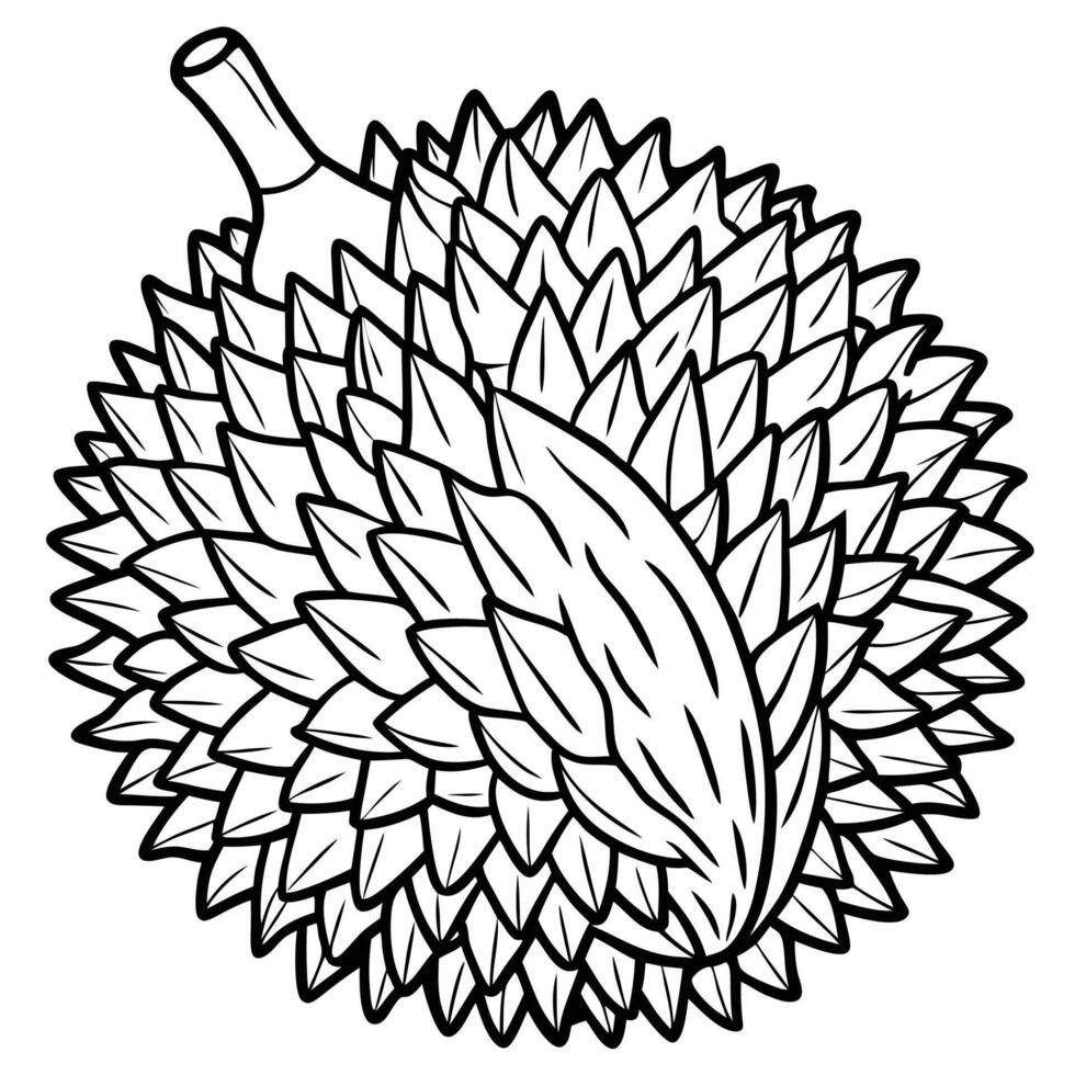 durian fruit illustration vector