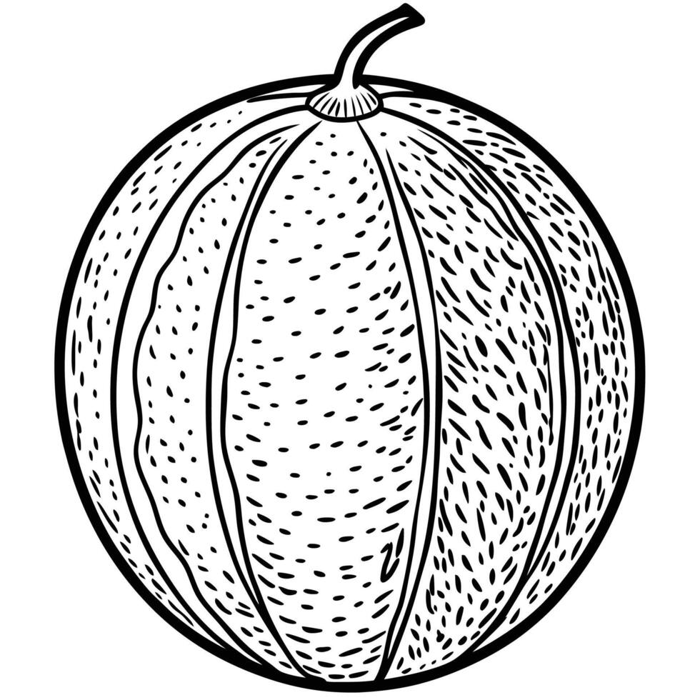 a black and white drawing of a melon vector