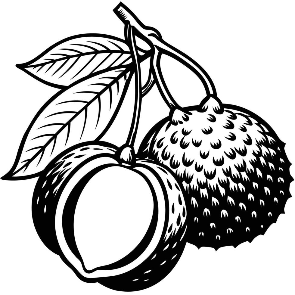 an illustration of a black and white drawing of a rambutan fruit vector