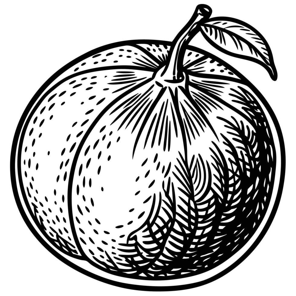 an orange is shown in a black and white drawing vector