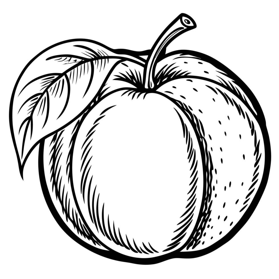 a peach with leaves and a leaf on it vector