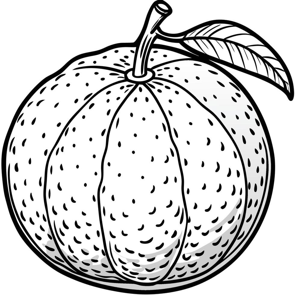 an orange is shown in a black and white drawing vector