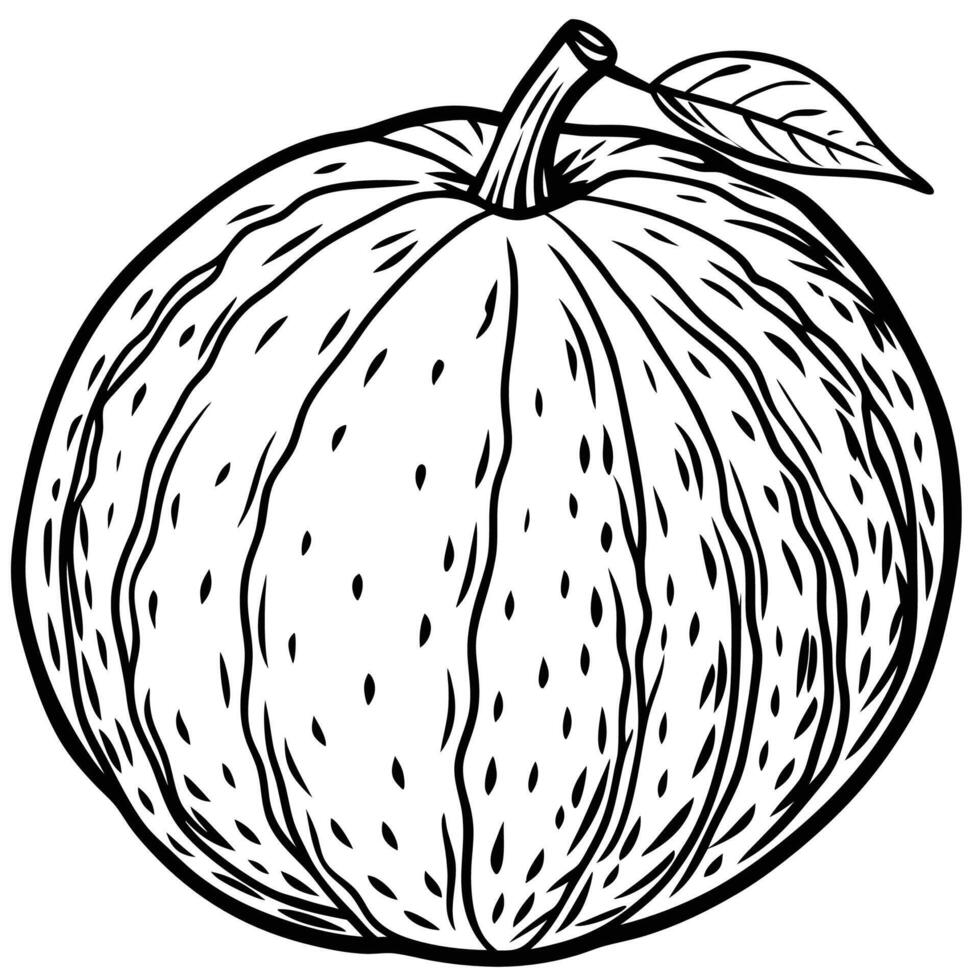 a black and white drawing of a ripe grapefruit vector