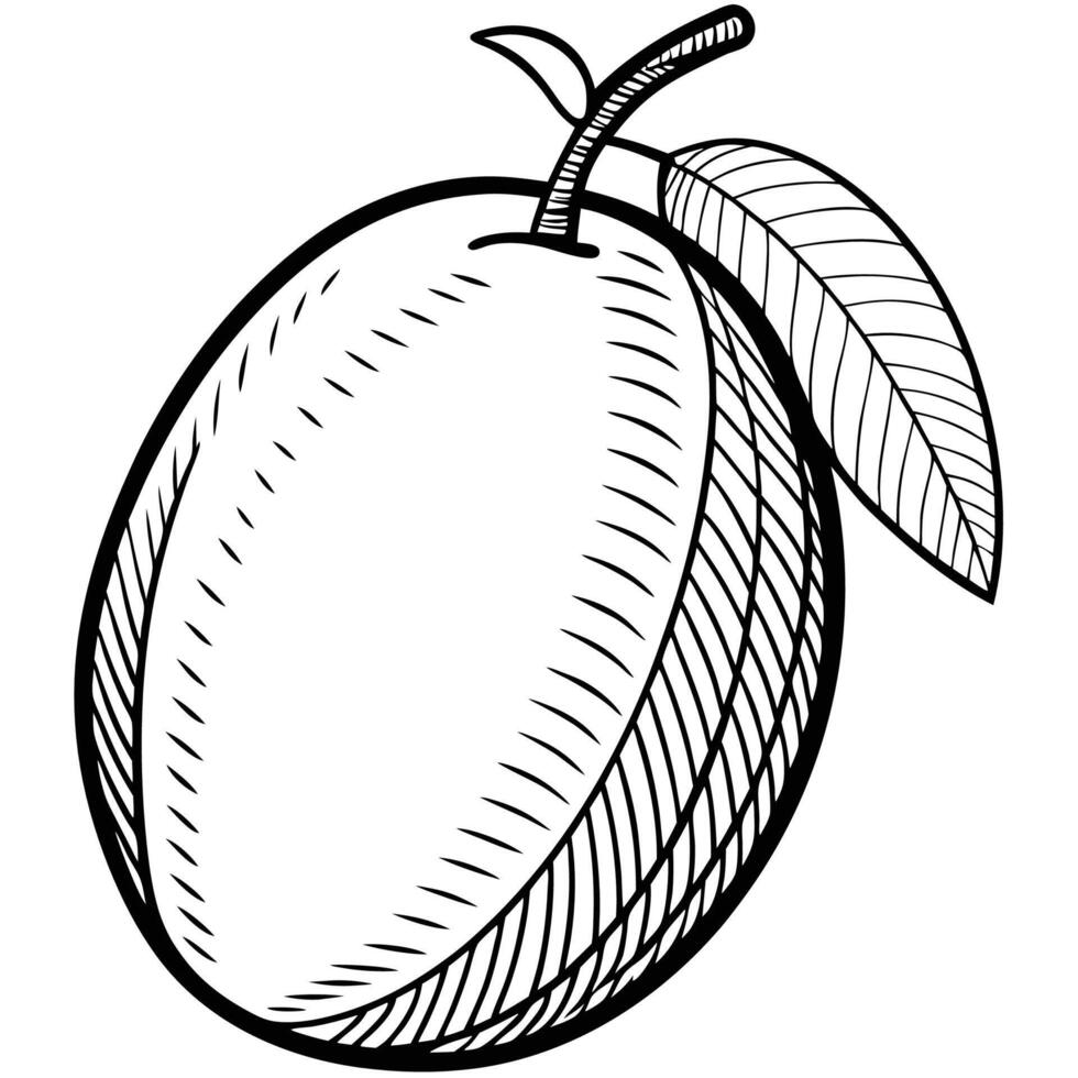 a drawing of a mango with leaves vector