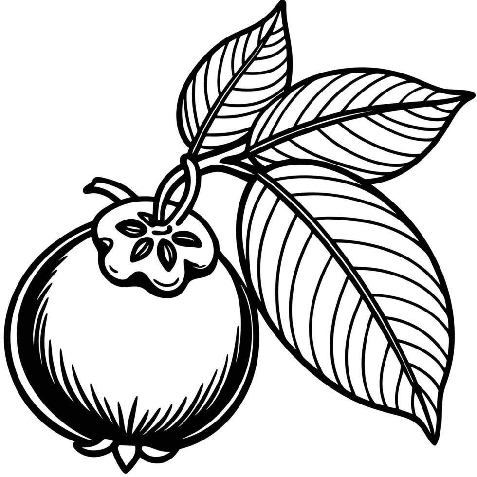coloring page with a black and white drawing of a fruit vector
