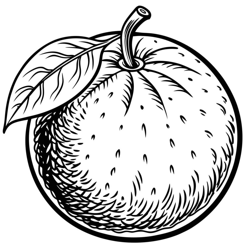 an orange is shown in a black and white drawing vector