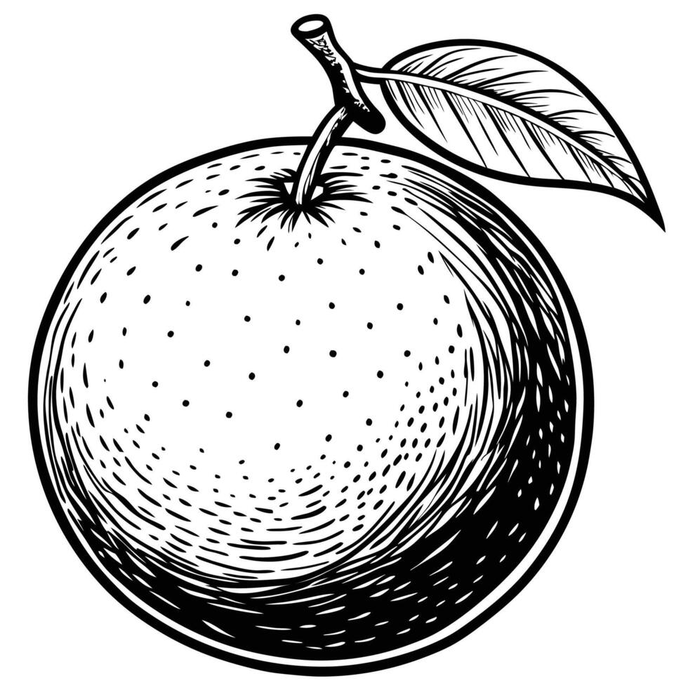 an orange is shown in a black and white drawing vector