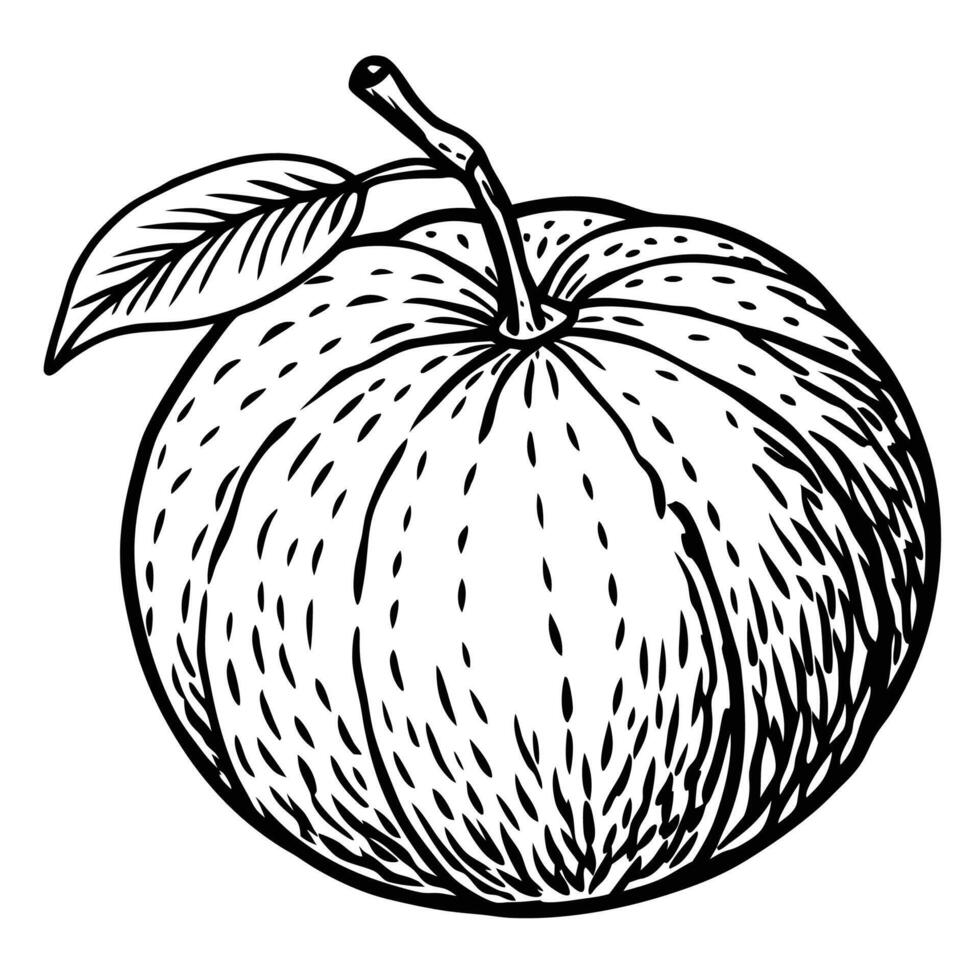 a black and white drawing of an apple vector
