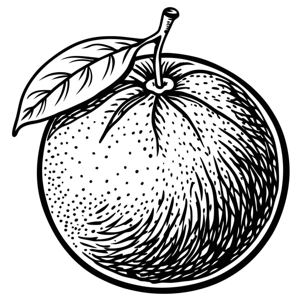 an orange is shown in a black and white drawing vector