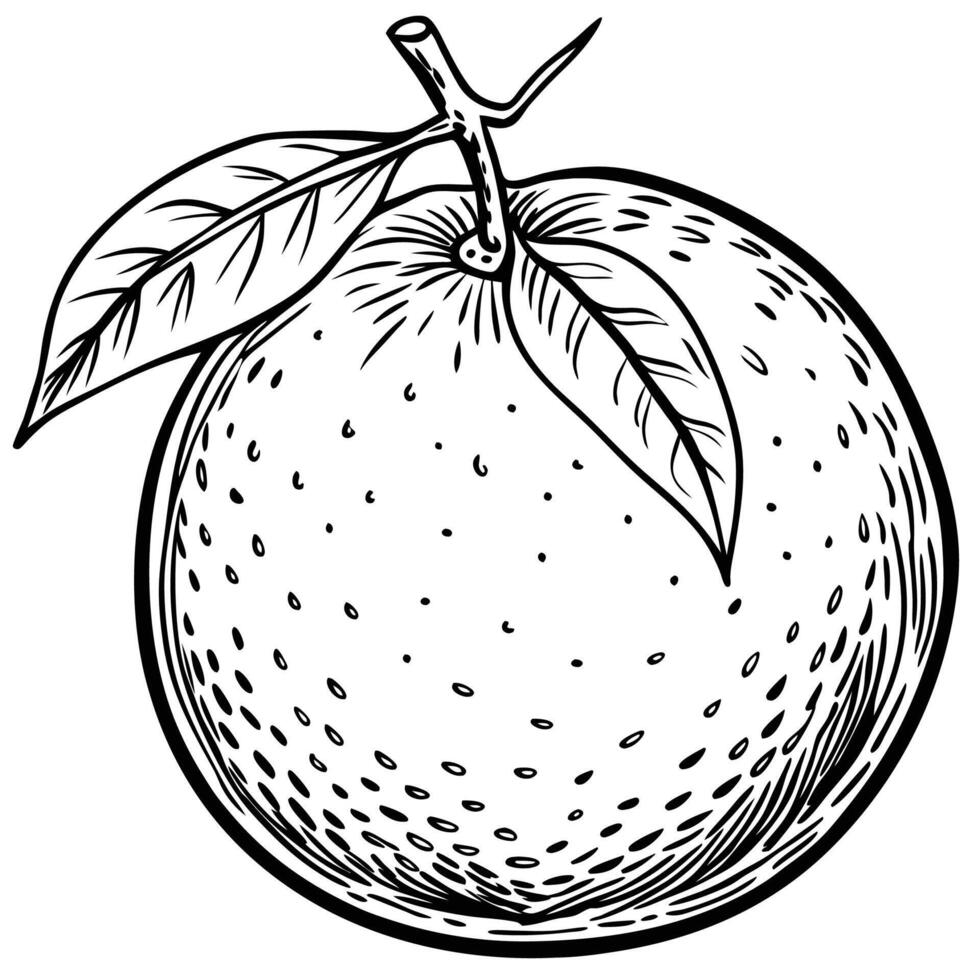 an orange is drawn in black and white vector
