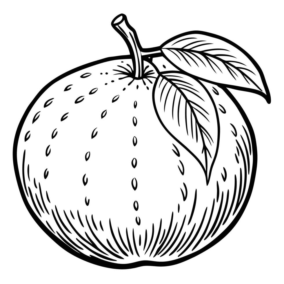 an orange is drawn in black and white vector