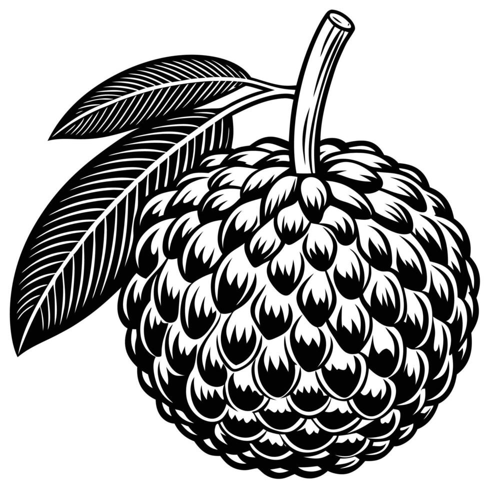 a black and white drawing of a lychee fruit vector