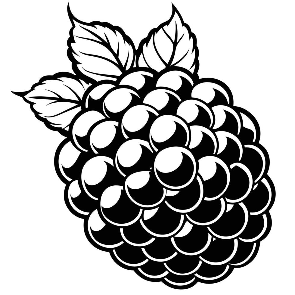 blackberry fruit illustration vector