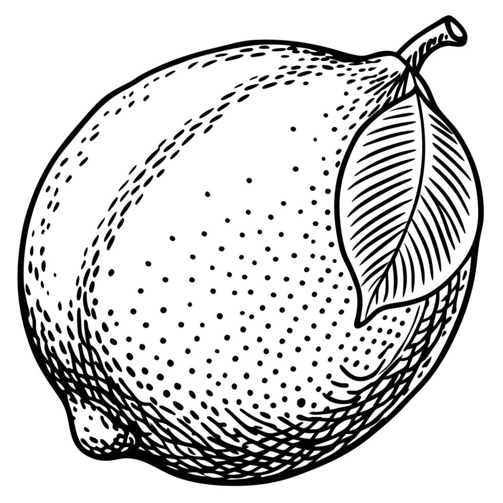 a black and white drawing of a lemon vector