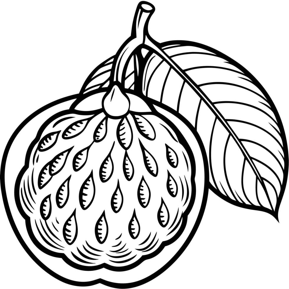 a black and white drawing of a fruit with leaves vector