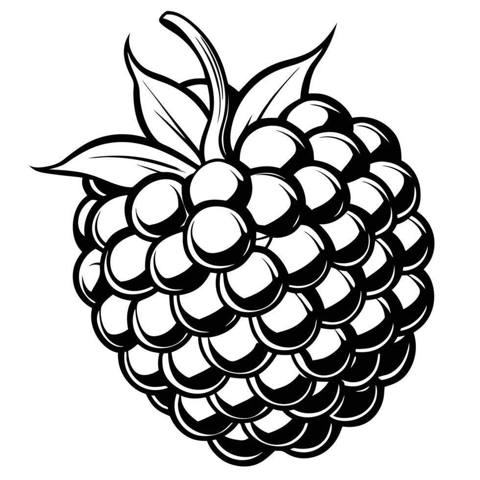 blackberry fruit illustration vector