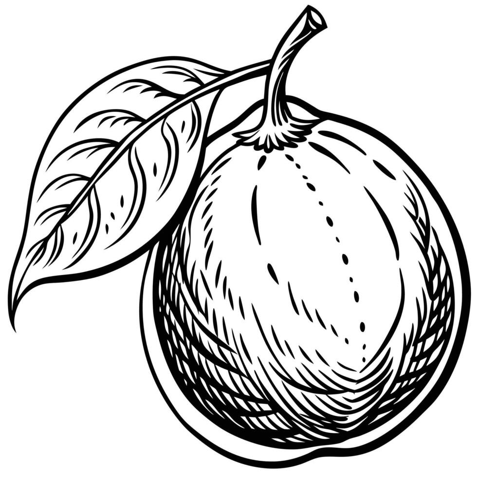 a black and white drawing of a lemon with leaves vector