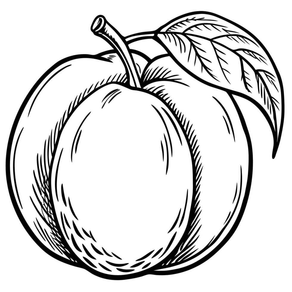 a black and white drawing of a peach vector
