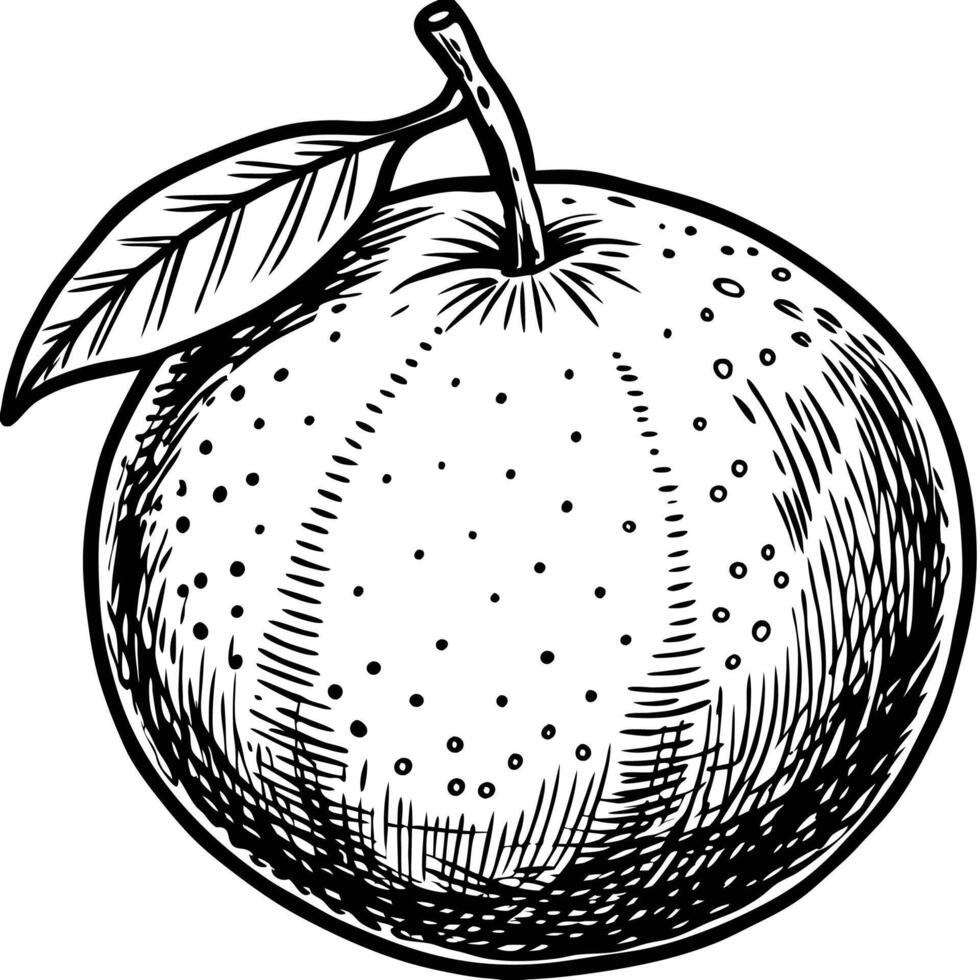 an orange is drawn in black and white vector