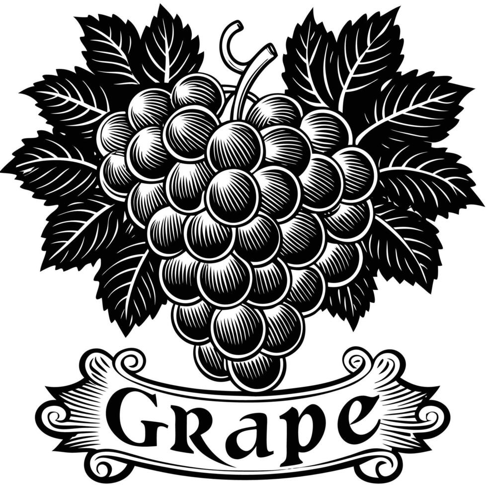 grape logo with grapes and ribbon vector