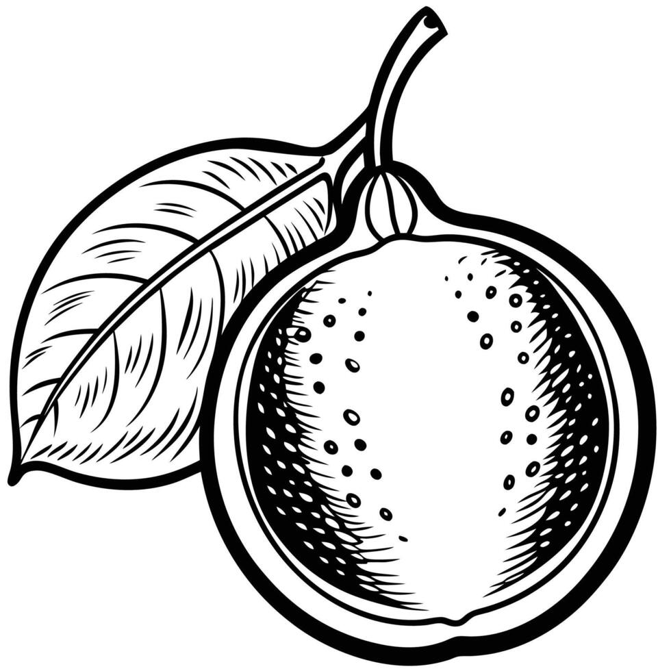 a black and white drawing of a fruit with leaves vector
