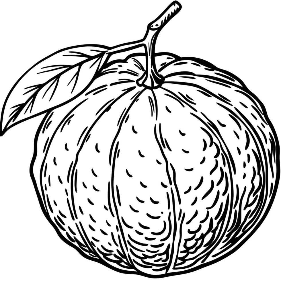 an orange is drawn in black and white vector