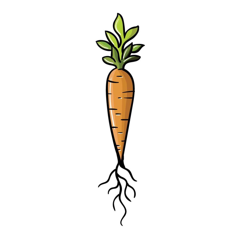 Carrot hand drawing vector