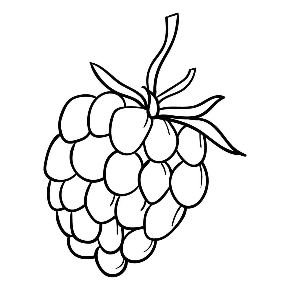 Berry hand drawing vector