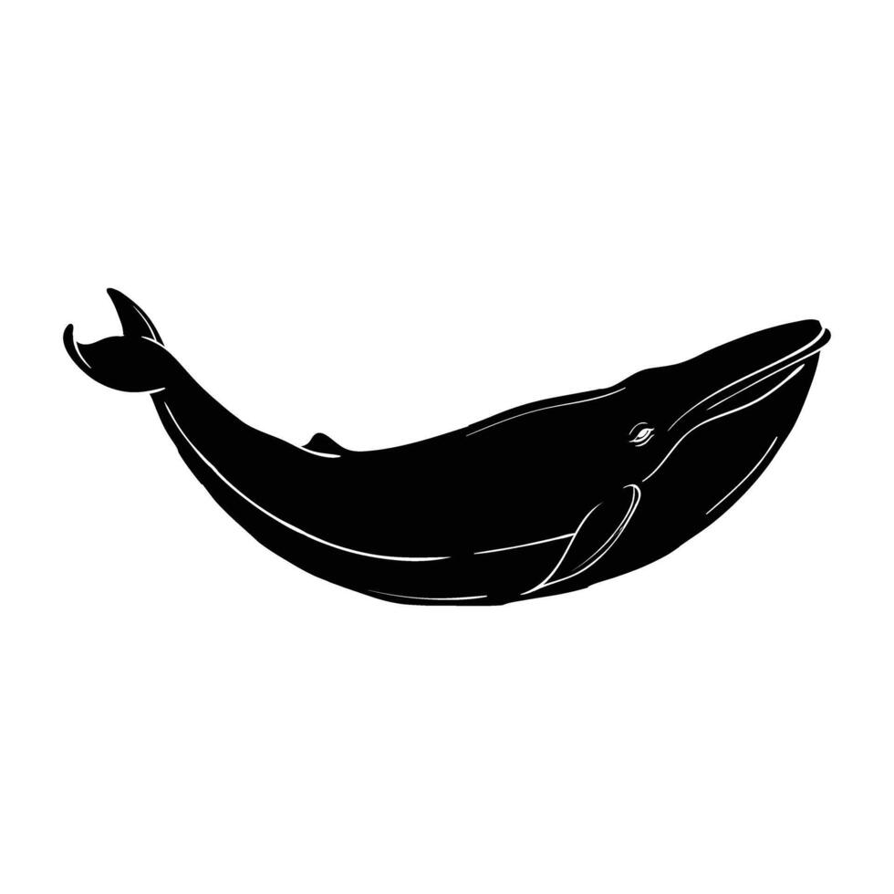 Whale hand drawing vector