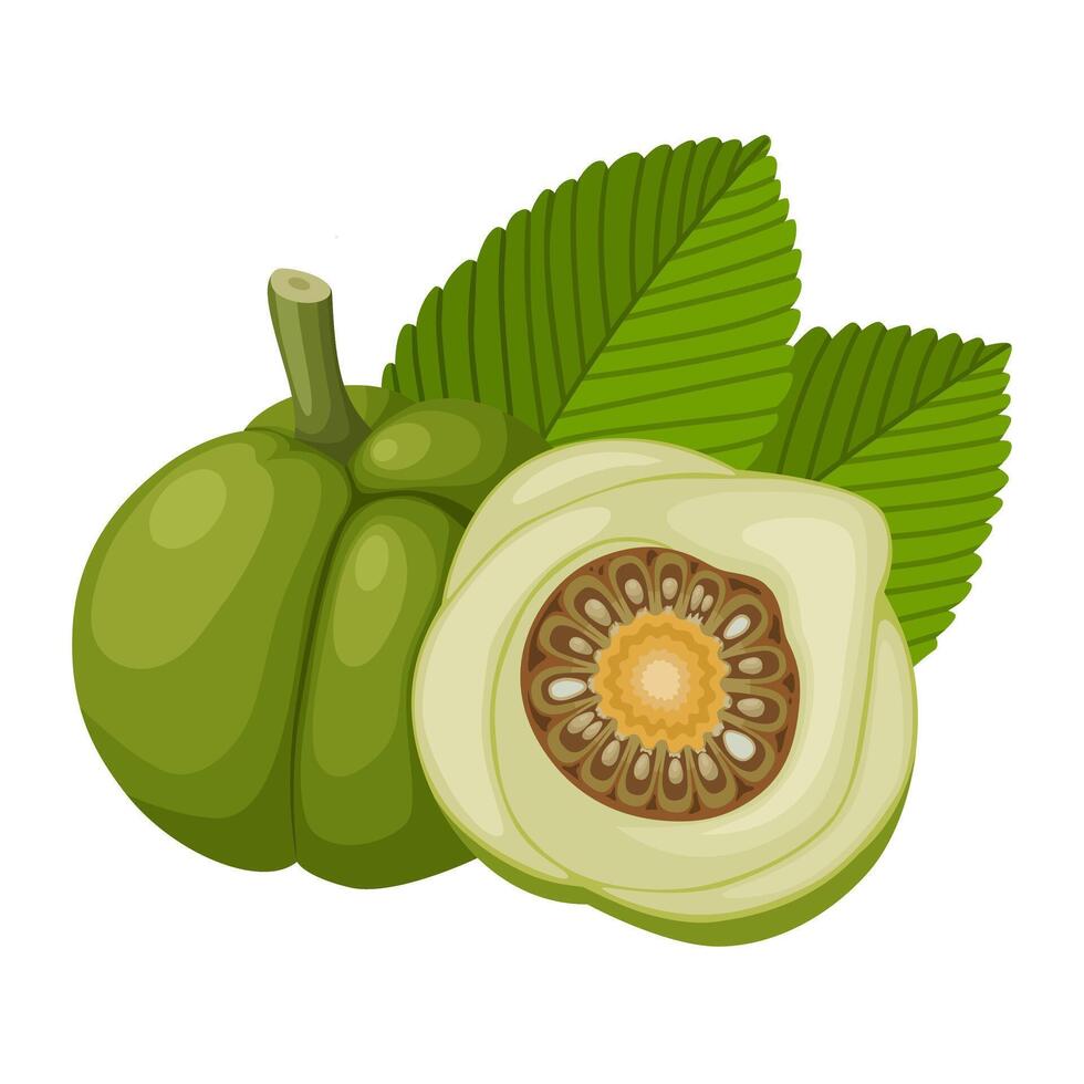 Illustration of Dillenia indica, commonly known as elephant apple, isolated on white background. vector