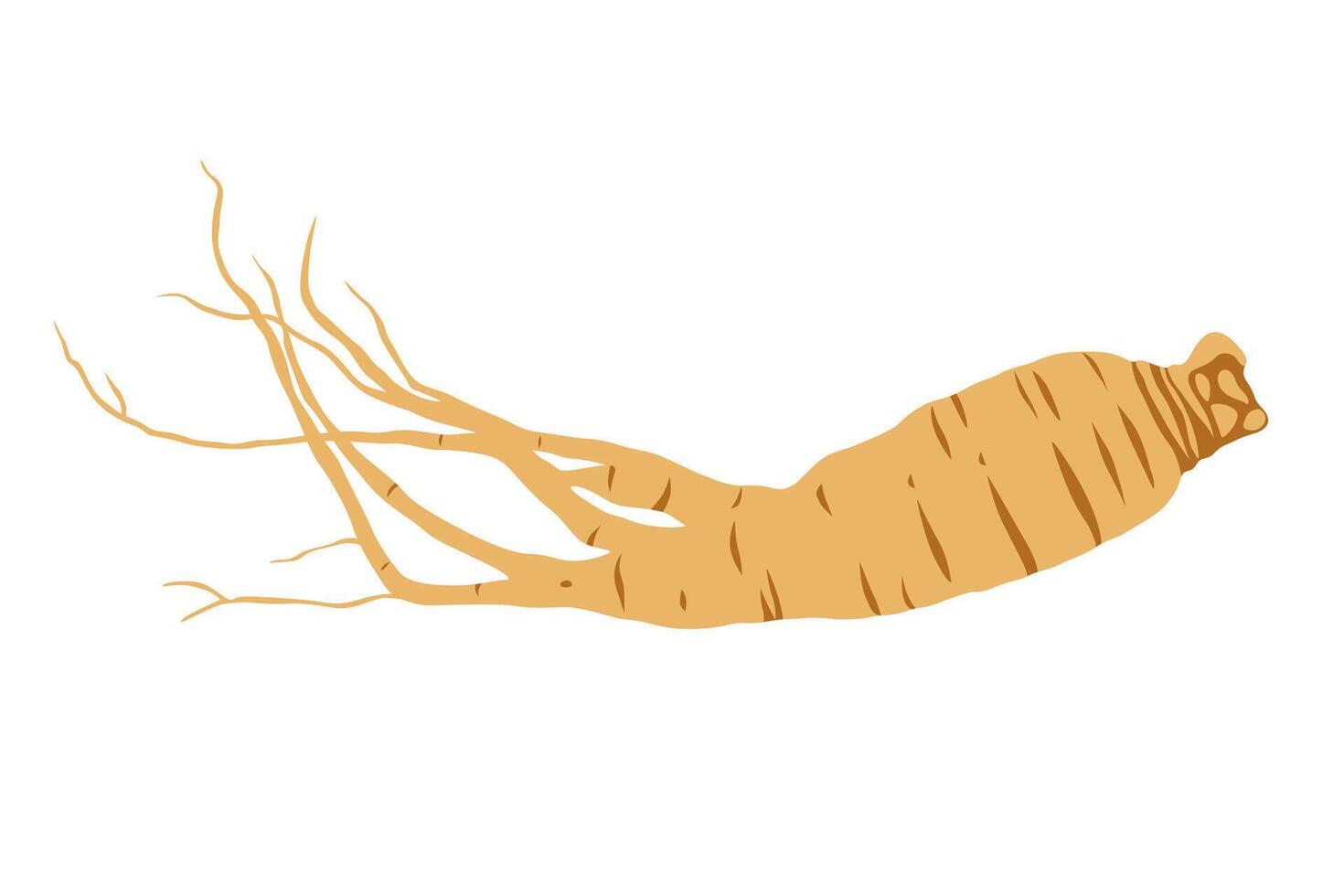Fresh Ginseng root isolated on white background. vector