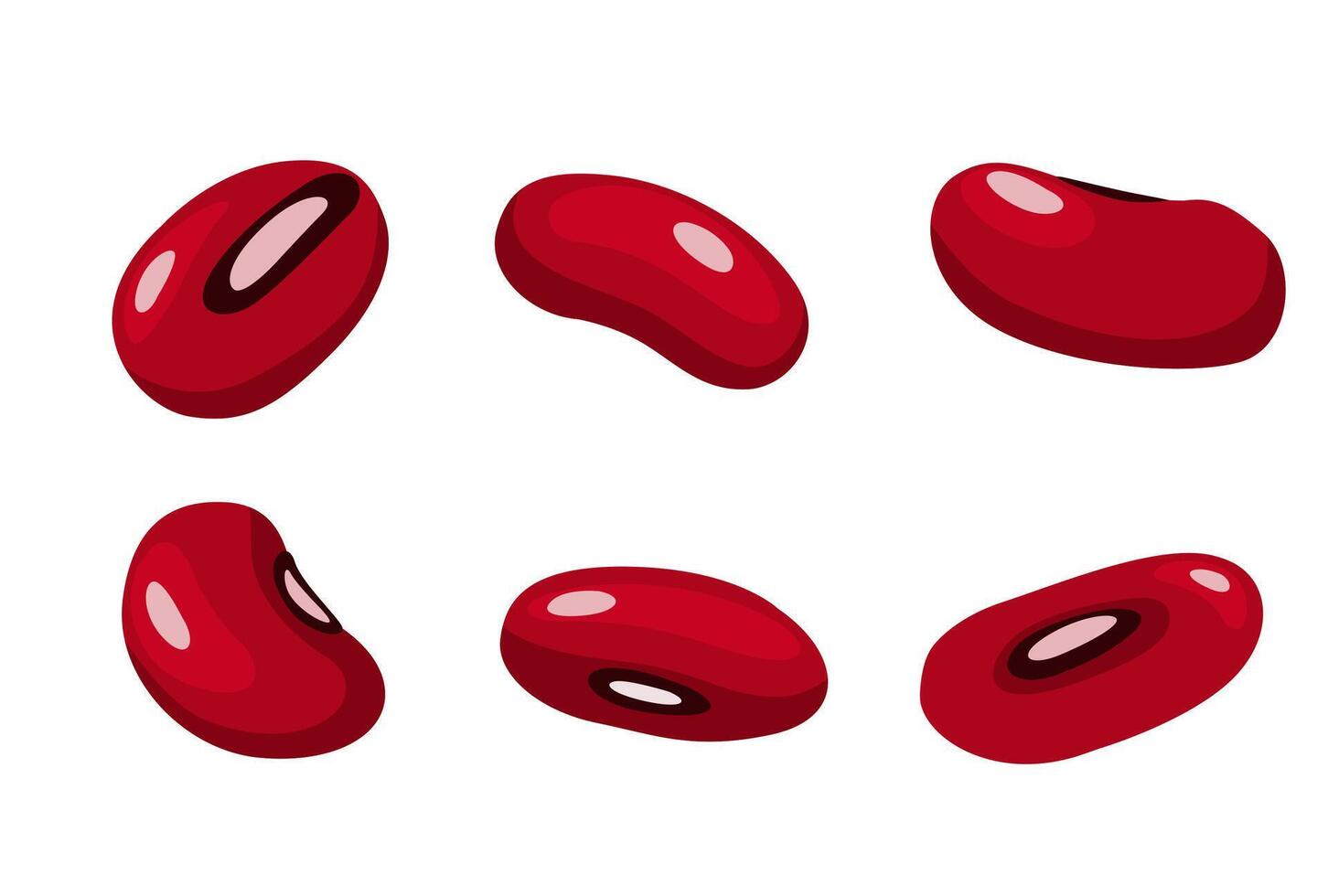 kidney bean on a white background vector