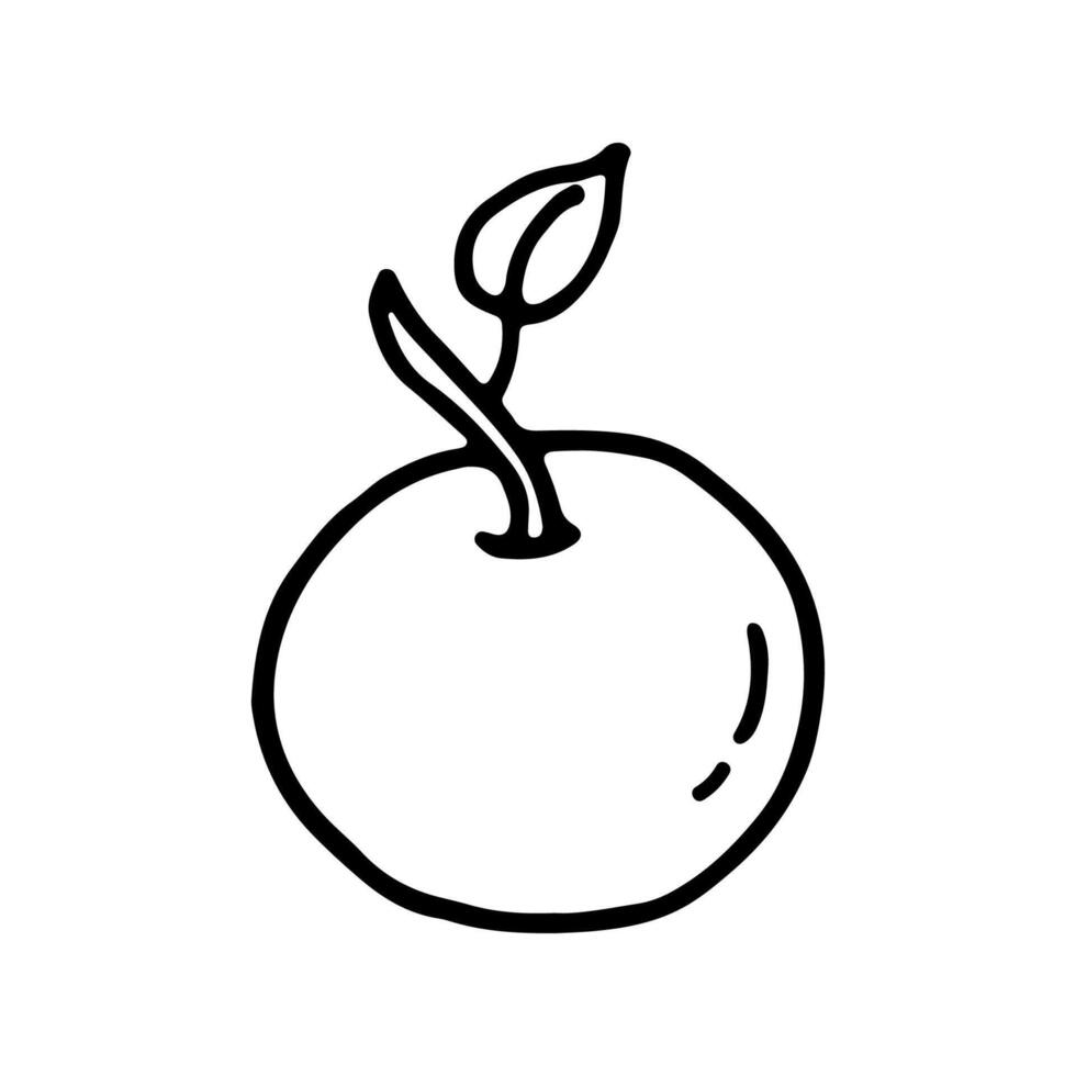 Apple, apple tree fruit. Fruit. Doodle. Hand drawn. Outline. vector