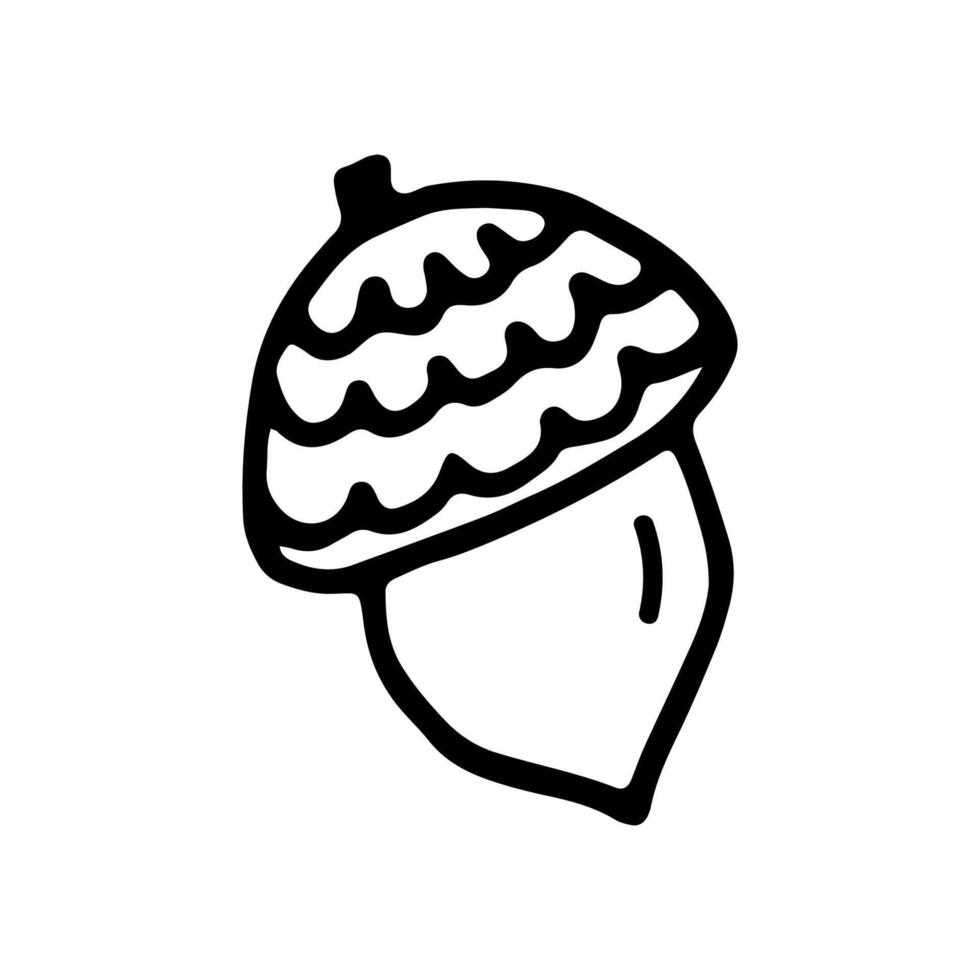 Acorn fruit, nut. Autumn forest. Oak Grove. Doodle. Illustration. Hand drawn. Outline vector