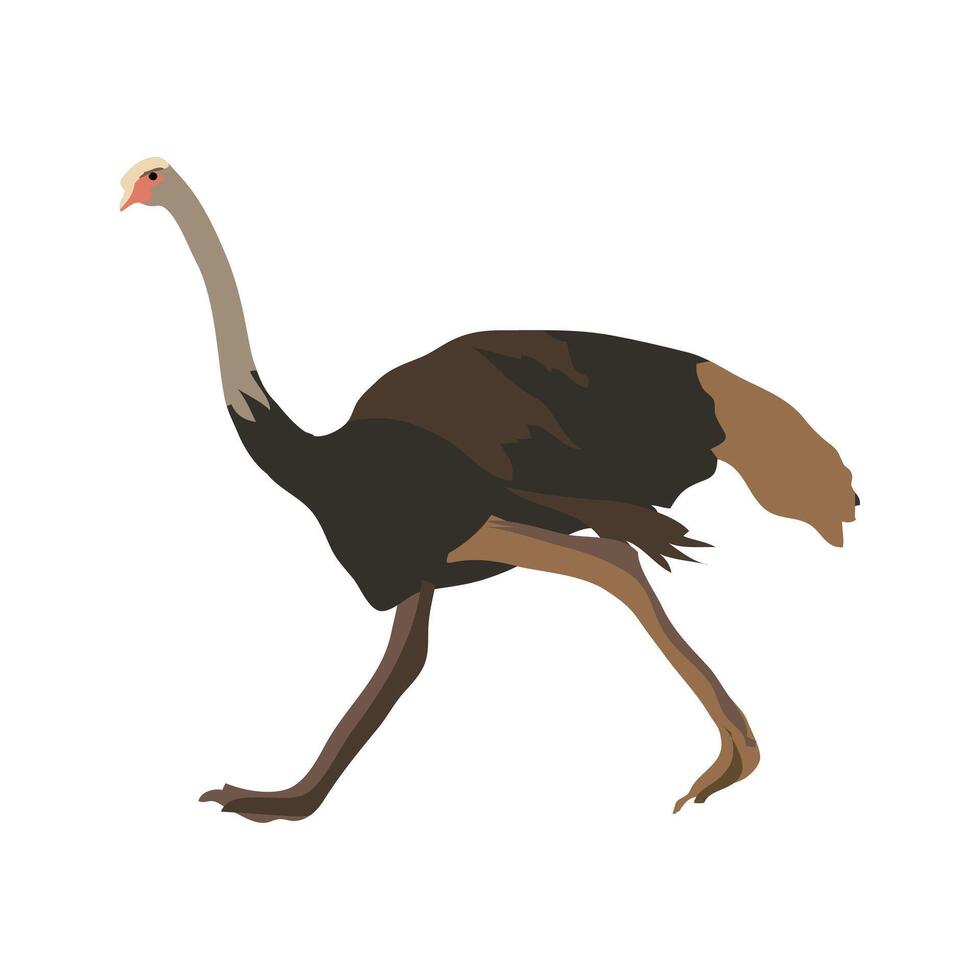 avestruz which is also known as common ostrich clipart vector