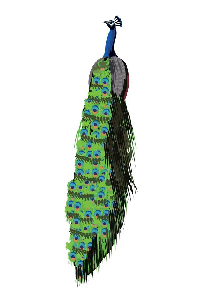 pavo real with colorful feather back sitting on wall clipart used for hindu wedding card designs vector