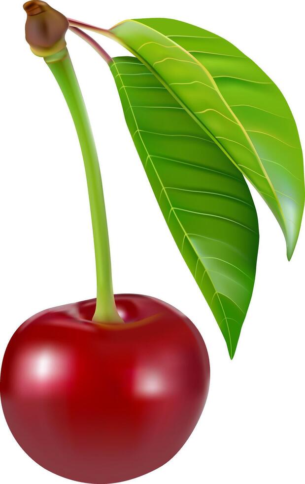 Fresh ripe cherries with leaves isolated. Sweet cherries pile. Berries and fruits. vector