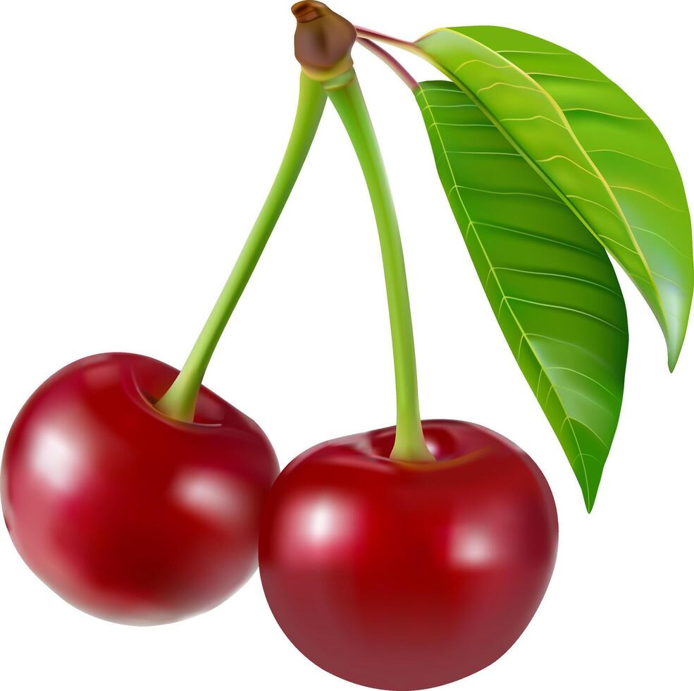 Some cherries with leaf and cut closeup isolated on white background vector