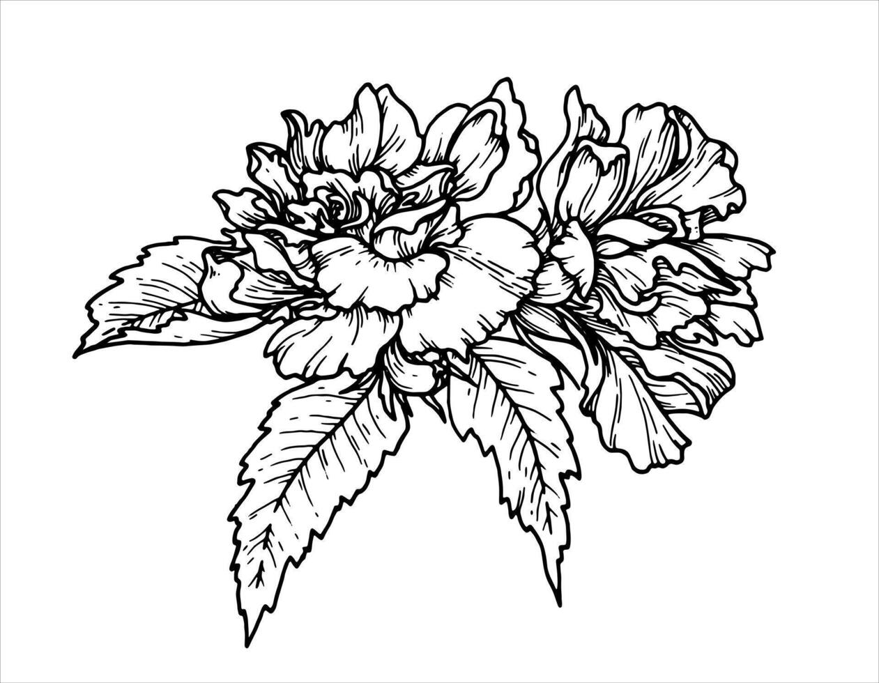 Outline botanical illustration of flower with leaves. Hand-drawn floral element with a bush branch. Perfect drawing for creating graphic resource in line art style and packaging designs. vector
